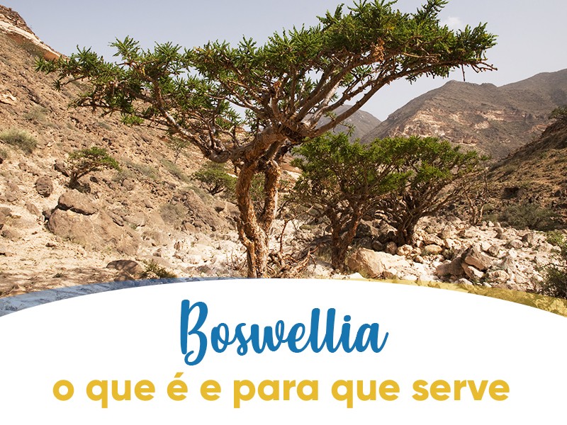 Boswellia: o que  e para que serve